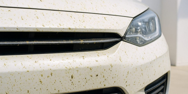 Insectos secos en frontal: técnica para retirarlos sin rayar la pintura